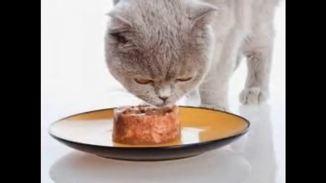 сухие корма для кошек премиум класса отзывы смотреть онлайн