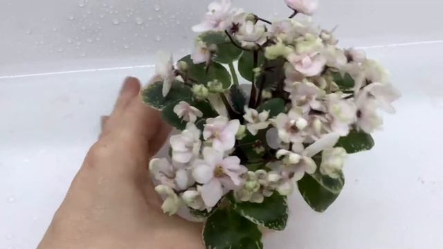 Н-Карелия, фиалка миниатюрная смотреть онлайн