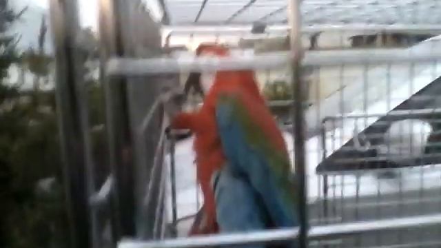 Большой попугай неизвестной породы смотреть онлайн