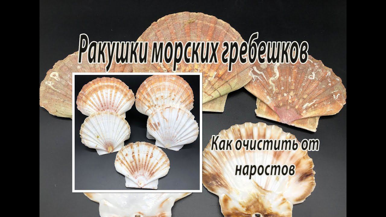 Ракушки морских гребешков. Как очистить от наростов. смотреть онлайн