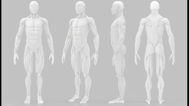 Скелет человека. Химический состав, строение и виды костей смотреть онлайн
