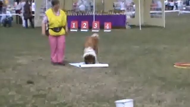 запорожье Парад Колли смотреть онлайн