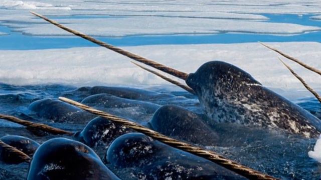 5 Most Amazing Animals Found In The World! смотреть онлайн
