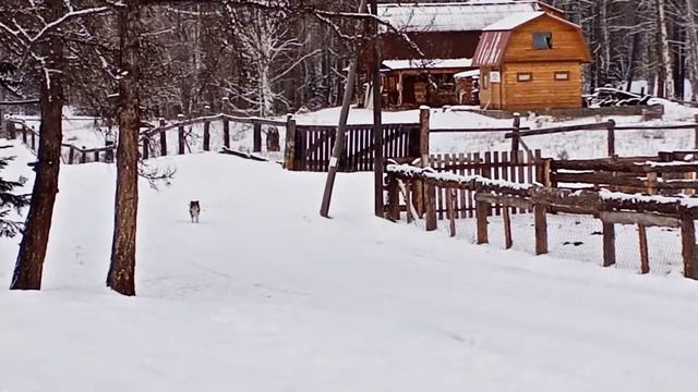Как Каракат заводиться в мороз смотреть онлайн