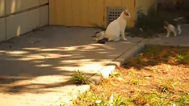 Котята играют во дворе, funny kittens смотреть онлайн