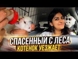 ПРОЩАЕМСЯ с Пряником спасённым от смерти в лесу