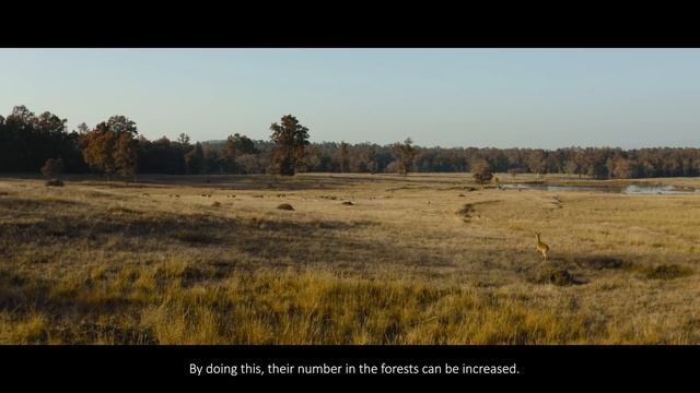 Barasingha - The Soul Of Kanha | Kanha National Park Documentary | The Story of 7 Decades | 4K смотреть онлайн