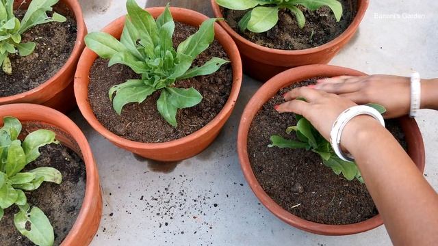 Calendula Flower: How To Grow And Take Care | Complete Care Of Calendula Flower | Banani's Garden