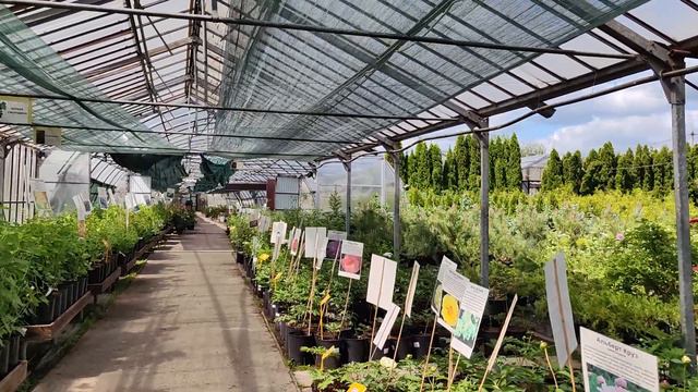 Начало цветения роз. смотреть онлайн