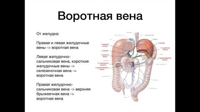 Воротная вена - анатомия сердечно-сосудистой системы (ССС) смотреть онлайн