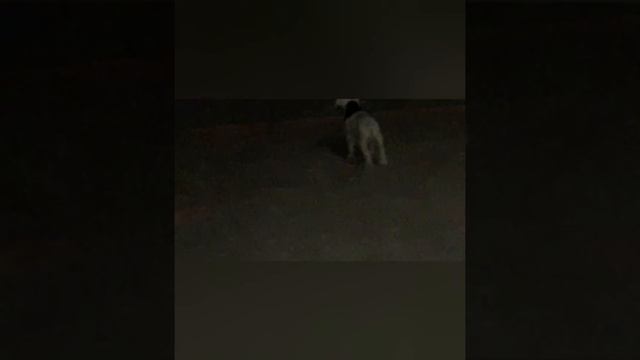 Отличия русского и английского спаниэлев