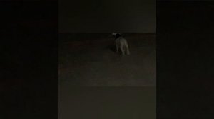 Отличия русского и английского спаниэлев