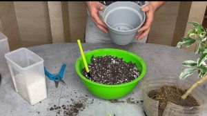 Как пересадить лимон. Пересадка цитрусов. Лимон Пинк Эврика вариегата