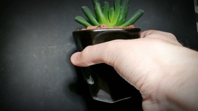 Моя хавортия трунката(haworthia truncata). Обзор на мой красивый суккулент. Особенности и уход. смотреть онлайн