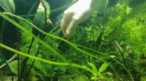 Размножение аквариумных растений