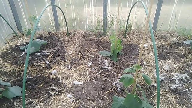 Высадка рассады огурцов с огурцами в теплицу// Секреты Хороших Урожаев смотреть онлайн