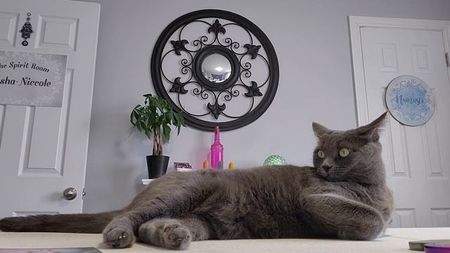 DAILY LIFE READING - MARCH 14TH - YOU ARE GOING TO GET THE JOB YOU APPLIED FOR... смотреть онлайн