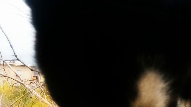 Пробуем на вкус спиленное дерево (01.10.2014)