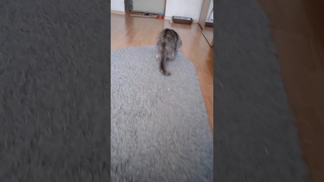 КОТЕНОК VS КОВЕР-ПРИЗРАК! смотреть онлайн