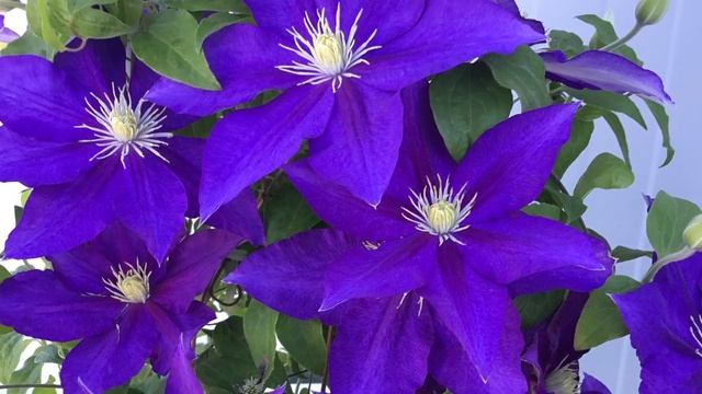 Clematis Duchess of Cornwall // Superb Flowering Vine for Arbors, Trellis, Fences, Mail Boxes etc. смотреть онлайн