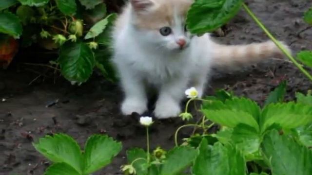 Про мого котика смотреть онлайн