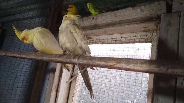 Как определить пол корелл. смотреть онлайн