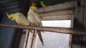 Как определить пол корелл.