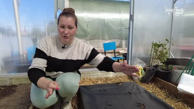 Самый быстрый урожай огурцов на теплой грядке. Как сделать теплые грядки для посадки огурцов смотреть онлайн