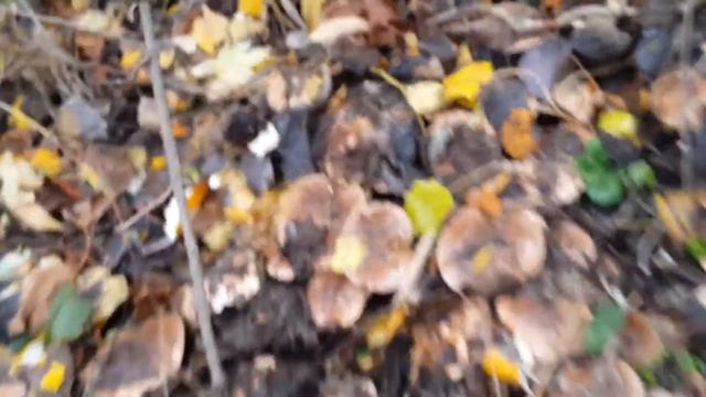 Тополиная рядовка -грибы смотреть онлайн