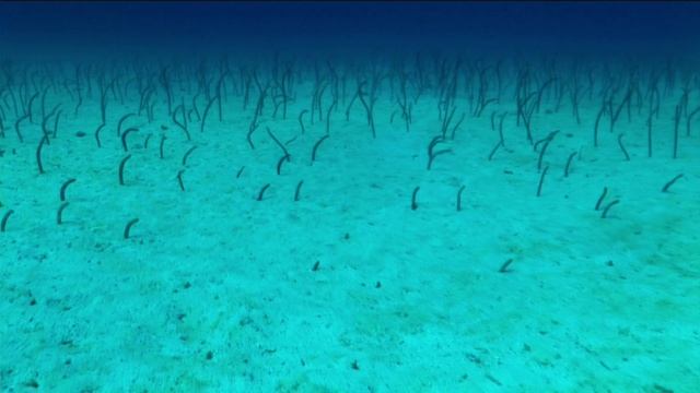 BBC: Галапагосы 3 серия «Силы перемен» (документальный сериал, 2007) смотреть онлайн