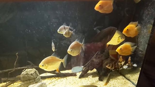 Аквариум с милеусами и северумами (Myleus, Heros Severus)