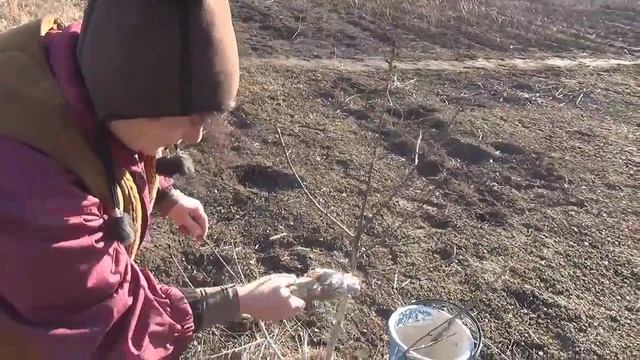 Побелка деревьев- защита от солнечных ожогов. смотреть онлайн