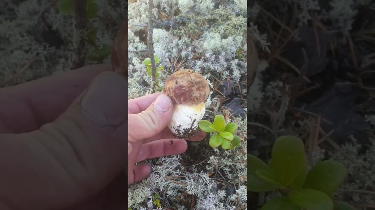 #белый гриб#ямал #ягель #тайга смотреть онлайн