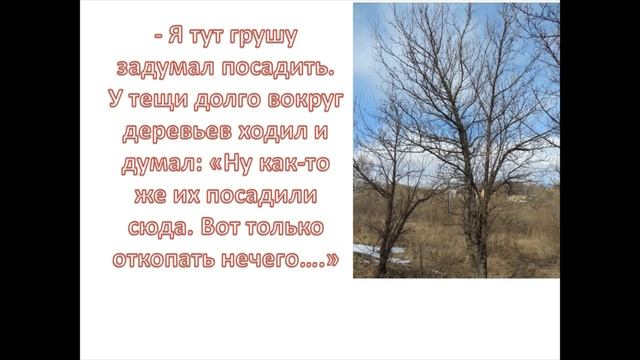 Топор - лучшее средство от плодожорки. Случаи из жизни садоводов-любителей и не только. смотреть онлайн