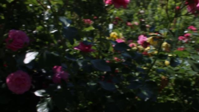 Розы флорибунды вдоль дорожки .цветущие до заморозков июнь 2019 смотреть онлайн