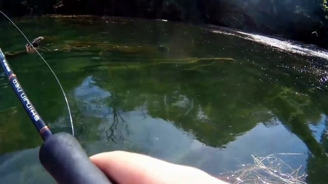 CHEVESNE DE 55+CM AU SPINNER ————— RECORD PERSO BATTUE! смотреть онлайн