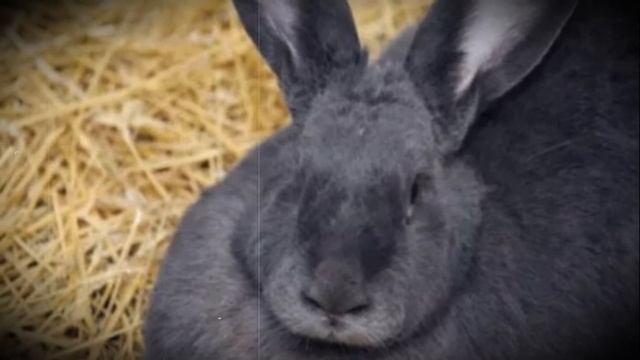 Определение беременности кроликов сколько оно длится смотреть онлайн