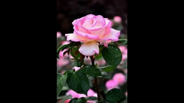 Профессия цветовод