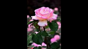 Профессия цветовод