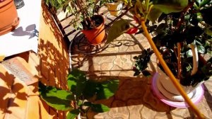 Дипладения (Мандевилла). Для пышного цветения моя схема обрезки.