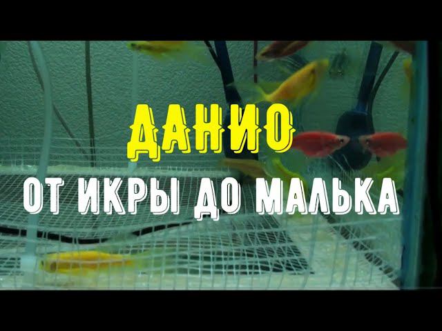 ДАНИО ОТ ИКРЫ ДО МАЛЬКА | РАЗВИТИЕ ИКРЫ ДАНИО | DANIO FROM CAVIAR TO FRY смотреть онлайн