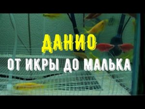 ДАНИО ОТ ИКРЫ ДО МАЛЬКА | РАЗВИТИЕ ИКРЫ ДАНИО | DANIO FROM CAVIAR TO FRY