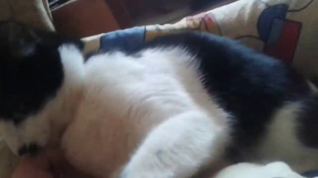 Кошка так любит свою хозяйку смотреть онлайн