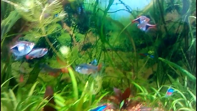 Боковое освещение аквариума. аквариумные светильники с алиэкспресс смотреть онлайн