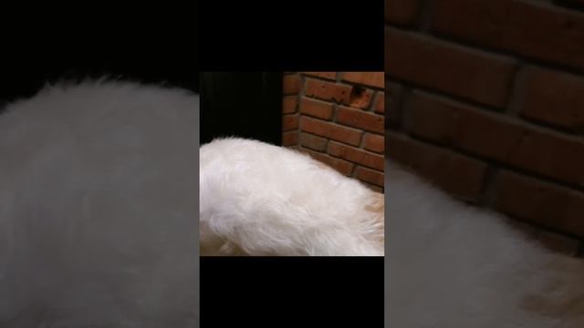 Мыли русскую псовую борзую Догона в салоне для собак. Груминг русской борзой и как он преображает смотреть онлайн