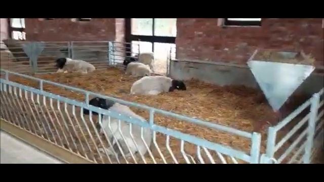 Как устроена овчарня. Видеообзор наших помещений