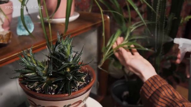 Ни одна подкормка не сравнится с этой Таблеточкой! Каждый Домашний Цветок зацветает после полива! смотреть онлайн