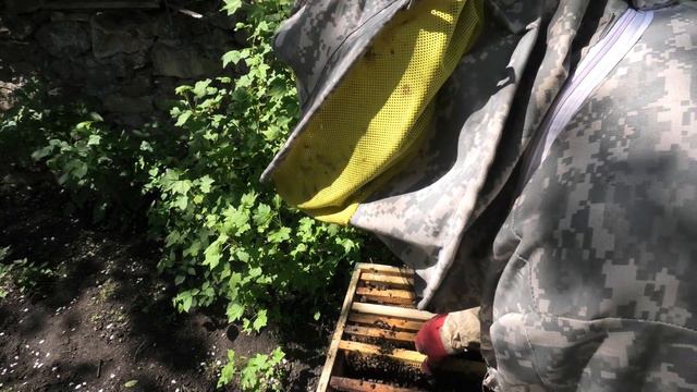 Смена матки на маточник, выбор матки делают сами пчелы смотреть онлайн