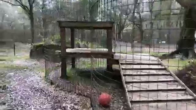 Nala the African Serval is moving to a new enclosure! Cameo by Nabisco Bobcat! 01 23 2020 смотреть онлайн