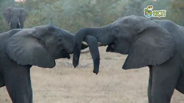 Funny Talking Animals: Michael Jackson Flamingo смотреть онлайн